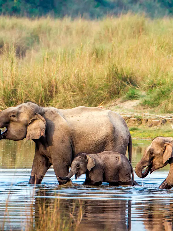 Chitwan Wildlife Jungle Safari