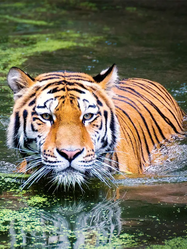 Nepal Luxury Jungle Safari Tour