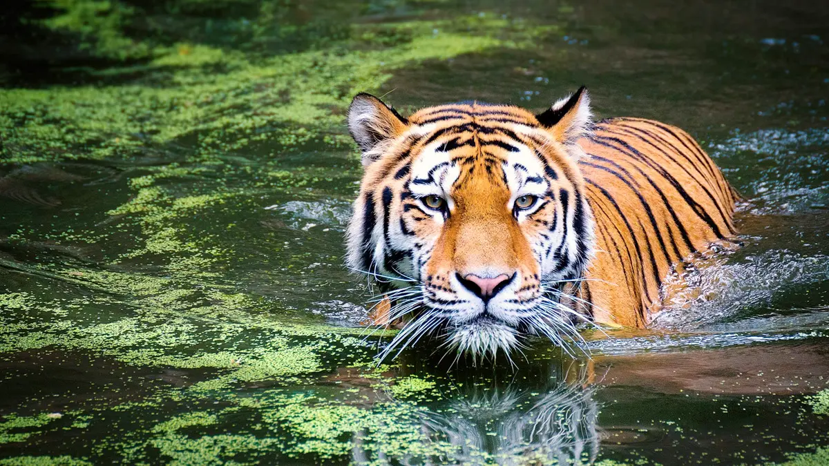 Chitwan wildlife Luxury Tour