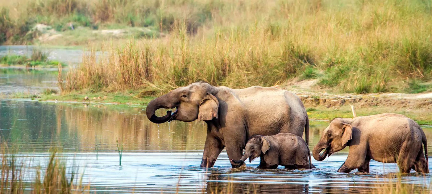 Chitwan Jungle Safari Luxury Tour