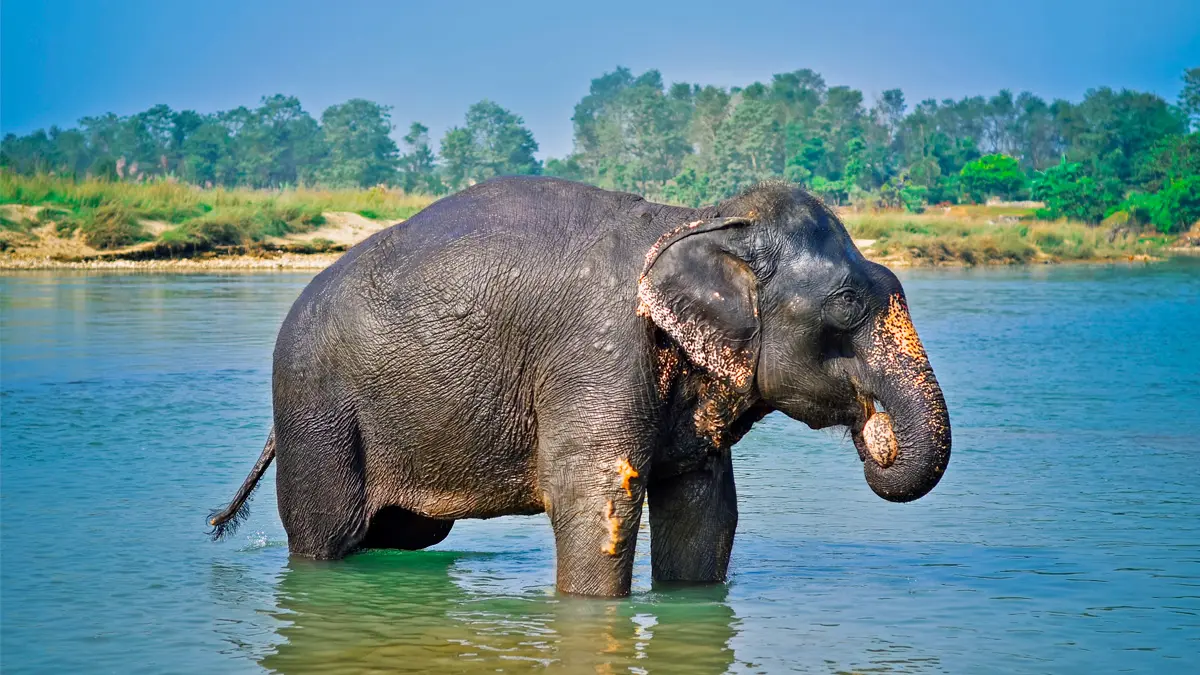 Chitwan Jungle Safari