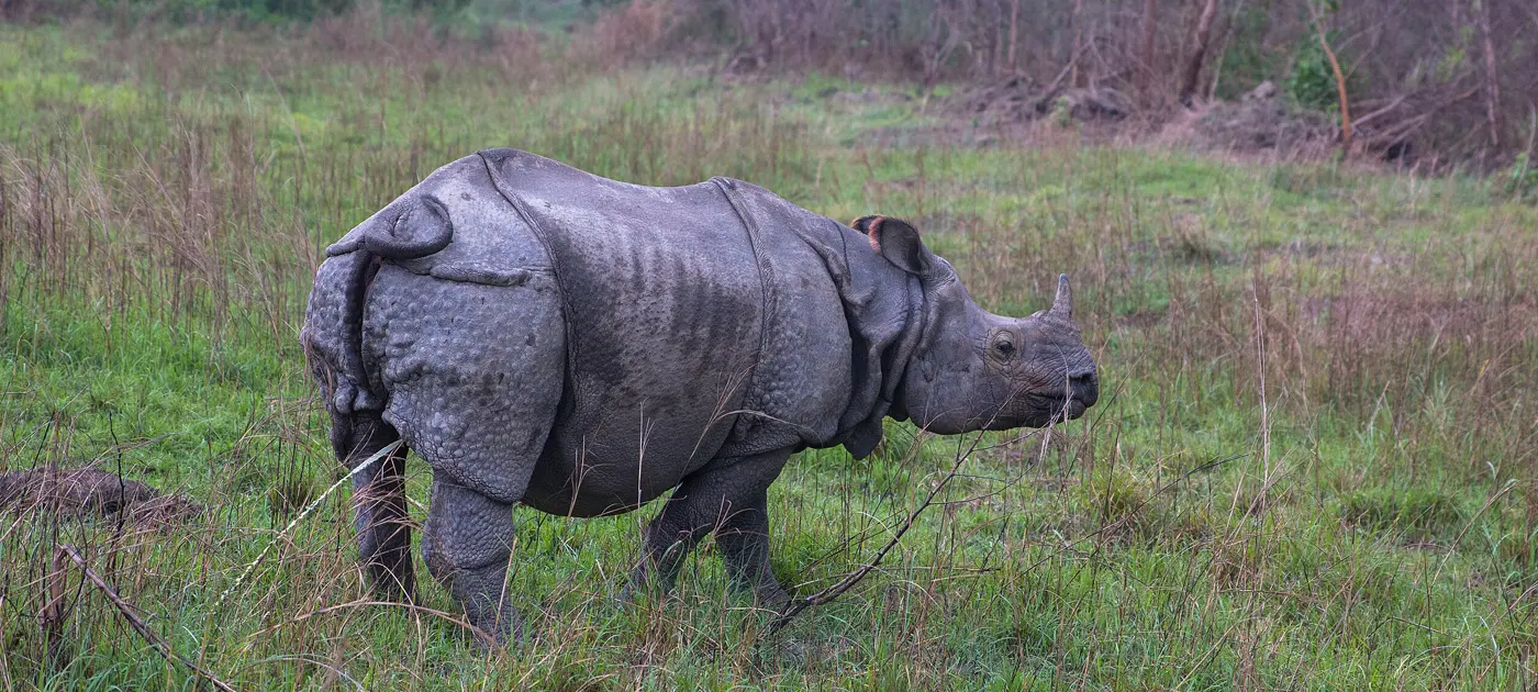 Chitwan Luxury Wildlife Safari Tour