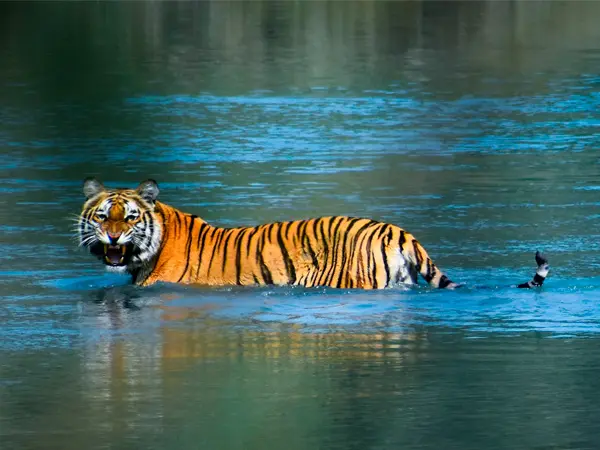 Bardia National park