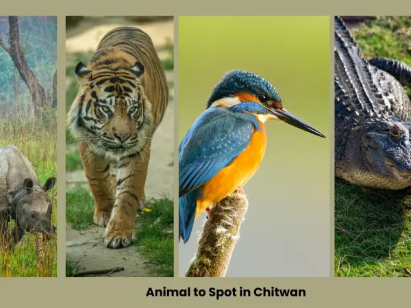 Animal To Spot In Chitwan 
