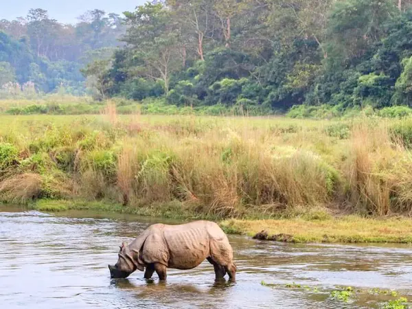 Bardia Luxury Jungle Safari