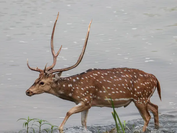 Bardia National Park