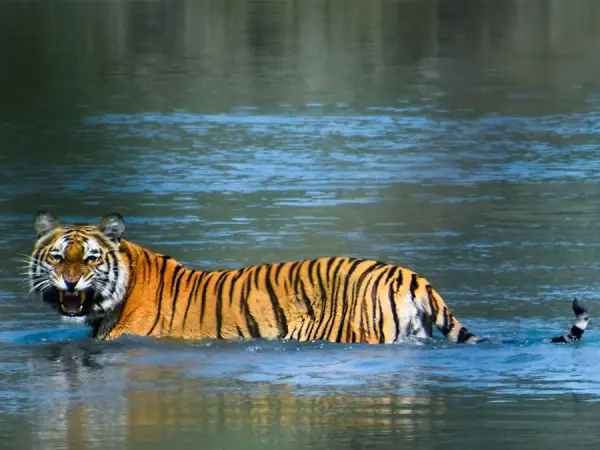 Bardia Royal Bengal Tiger