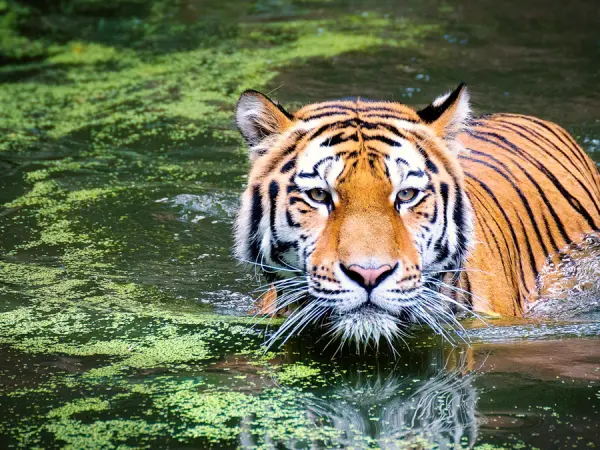 Bardia Wildlfie Luxury Tour 4