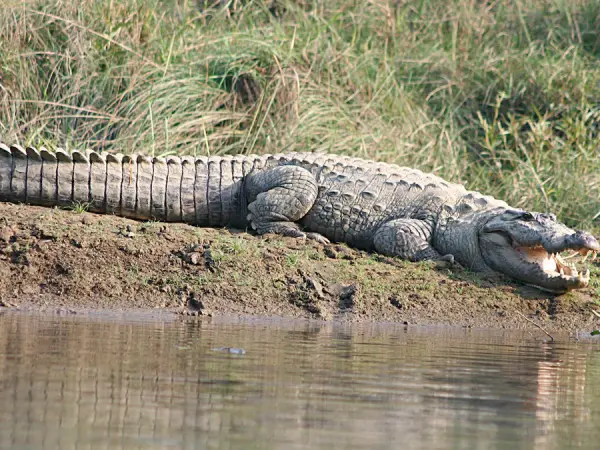 Chitwan 8