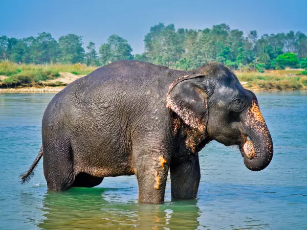 Chitwan Jungle Safari