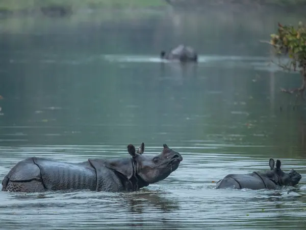 Chitwan Rhino 1
