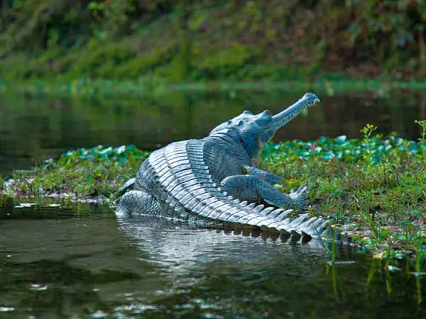 Chitwan1 3
