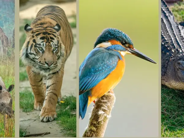 Chitwan4 2