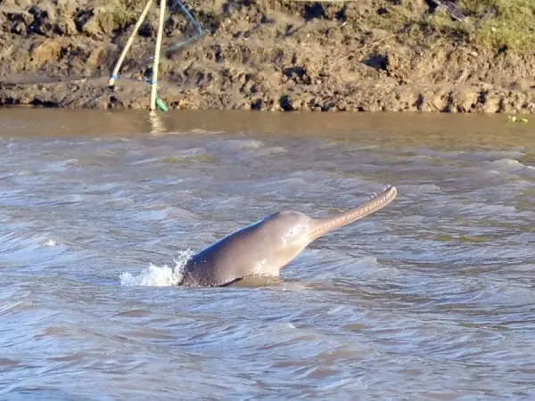 Dolphin Bardia 1