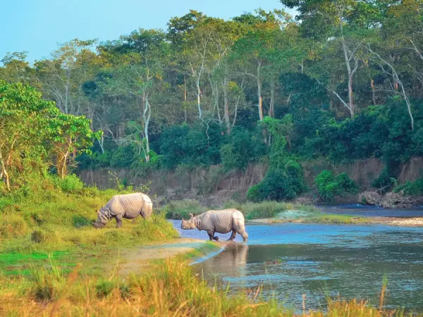 Elephant Chitwan Luxury Safari
