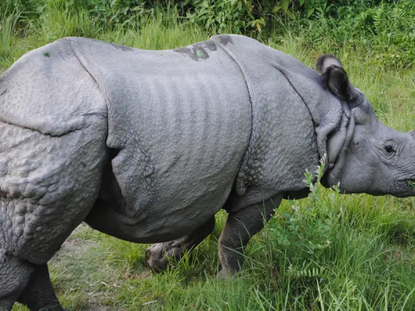 One Horn Rhino