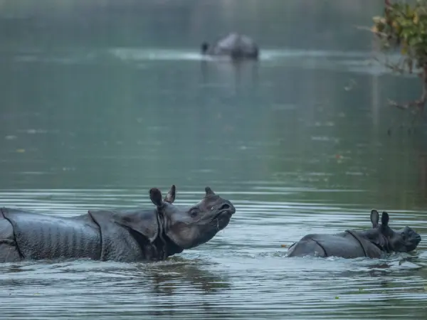 Rhino Luxury Safari 7