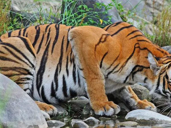 Royal Bangel Tiger 2