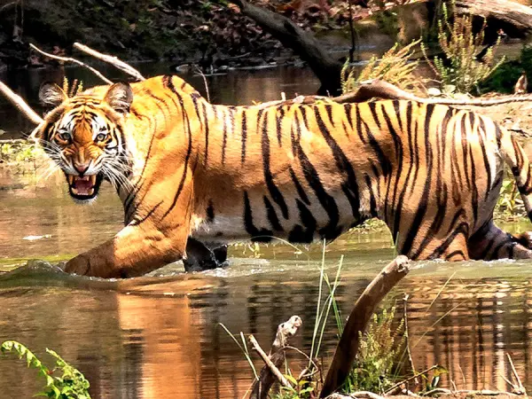 Tiger Tracking Bardia 1